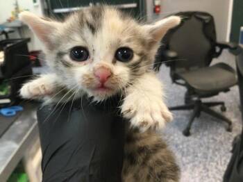 Domestic Short Hair Cats Available for Adoption in Thousand Palms, California - A1914523 | PetCurious