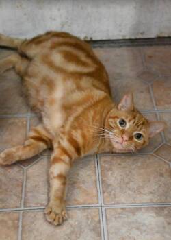 Norman -  Domestic Short Hair Cat for Adoption in Saint James City, Florida - Norman | PetCurious