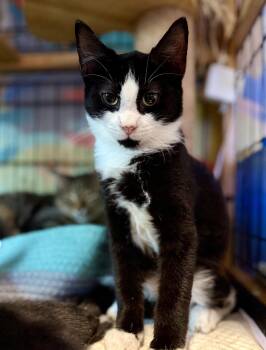 Domestic Short Hair Cats Available for Adoption - Finch | PetCurious