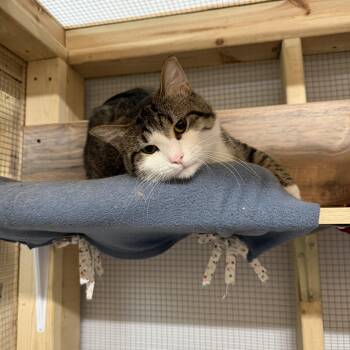 Kyle -  Domestic Short Hair Cat for Adoption in Chisholm, Minnesota - Kyle | PetCurious