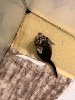 *Pickpocket -  Domestic Short Hair Cat for Adoption in Newnan, Georgia - *Pickpocket | PetCurious