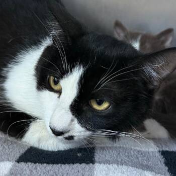 Marilyn -  Domestic Short Hair Cat for Adoption in Cedaredge, Colorado - Marilyn | PetCurious