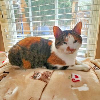 Domestic Short Hair Cats Available for Adoption in Columbia, South Carolina - Fifi | PetCurious