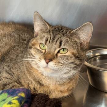 Rescue Domestic Short Hair Cats for Adoption in Henderson, Kentucky - Gianinna | PetCurious