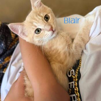 Blair -  Domestic Short Hair Cat for Adoption in Parkersburg, West Virginia - Blair | PetCurious