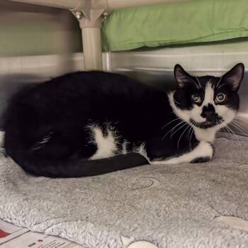 Legacy -  Domestic Short Hair Cat for Adoption in Kennebunk, Maine - Legacy | PetCurious