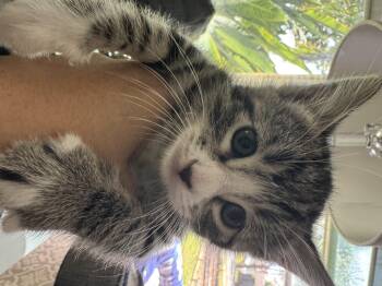 Domestic Short Hair Cats Available for Adoption in Long Beach, California - Quatro | PetCurious