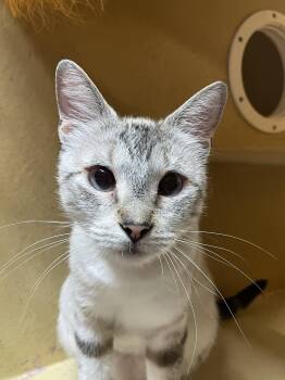 Wittina OR14397-T -  Siamese Cat for Adoption in Missouri City, Texas - Wittina OR14397-T | PetCurious