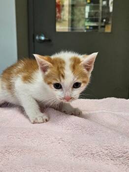 Surfer -  Domestic Short Hair Cat for Adoption in Disputanta, Virginia - Surfer | PetCurious