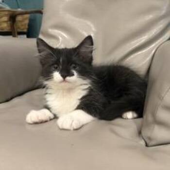 Socks -  Domestic Short Hair Cat for Adoption in Los Angeles, California - Socks | PetCurious