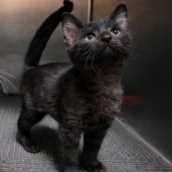 Domestic Short Hair Cats Available for Adoption - Thalia | PetCurious