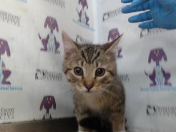 THOMAS -  Domestic Short Hair Cat for Adoption in Orlando, Florida - THOMAS | PetCurious