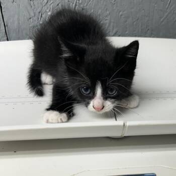 Domestic Short Hair Cats Available for Adoption in Houston, Texas - Ed | PetCurious
