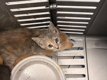 A1271470 -  Domestic Short Hair Cat for Adoption in Charlotte, North Carolina - A1271470 | PetCurious