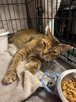 Rescue Domestic Short Hair Cats for Adoption in St. Cloud, Minnesota - Cinnamon | PetCurious