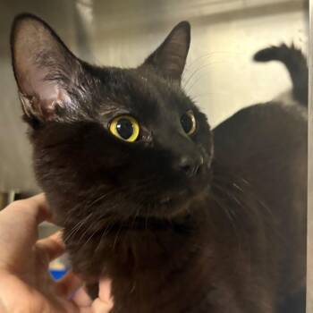 Domestic Short Hair Cats Available for Adoption in Springfield, Illinois - Mort | PetCurious