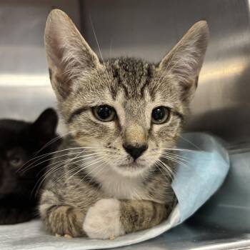 Atlas -  Domestic Short Hair Cat for Adoption - Atlas | PetCurious