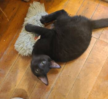 Edison -  Domestic Short Hair Cat for Adoption in Waynetown, Indiana - Edison | PetCurious