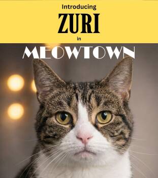 Domestic Short Hair Cats Available for Adoption - Zuri | PetCurious