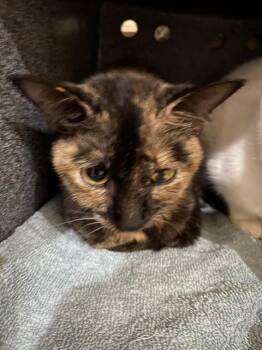 CALLIE -  Domestic Short Hair Cat for Adoption in Fort Myers, Florida - CALLIE | PetCurious