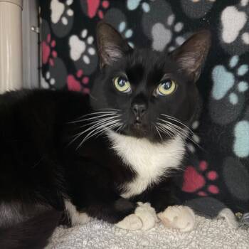 Ed (Bonded to Bonnie) -  Domestic Short Hair Cat for Adoption in Waynesville, North Carolina - Ed (Bonded To Bonnie) | PetCurious