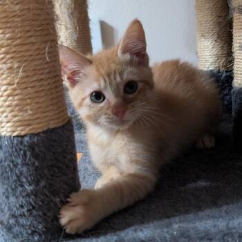 Domestic Short Hair Cats Available for Adoption in Milwaukee, Wisconsin - Lev $125 Bonded Pair | PetCurious