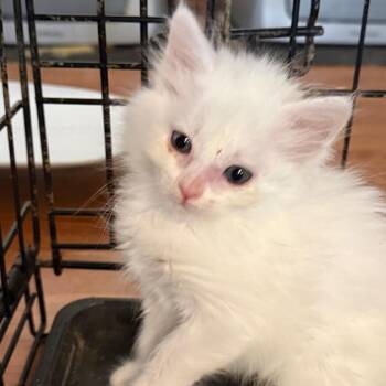 Brenda -  Domestic Short Hair Cat for Adoption in Yucaipa, California - Brenda | PetCurious