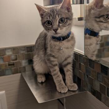 Domestic Short Hair Cats Available for Adoption - Otis | PetCurious
