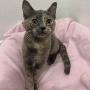Harlow -  Dilute Tortoiseshell and Domestic Short Hair Cat for Adoption in Garland, Texas - Harlow | PetCurious
