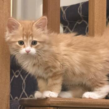 Superman -  Domestic Long Hair Cat for Adoption in Bentonville, Arkansas - Superman | PetCurious