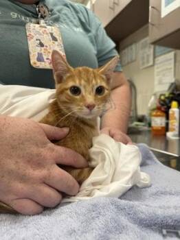 Sushi -  Domestic Short Hair Cat for Adoption in Fishers, Indiana - Sushi | PetCurious