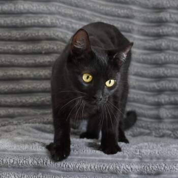 Rosemary -  Domestic Short Hair Cat for Adoption in Sunnyvale, California - Rosemary | PetCurious