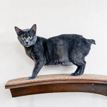 Fairy Blue -  Domestic Short Hair Cat for Adoption in Las Vegas, Nevada - Fairy Blue | PetCurious