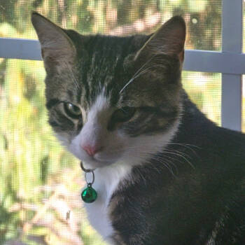 Rescue Domestic Short Hair Cats for Adoption in Merrifield, Virginia - Peachtree Cozza | PetCurious