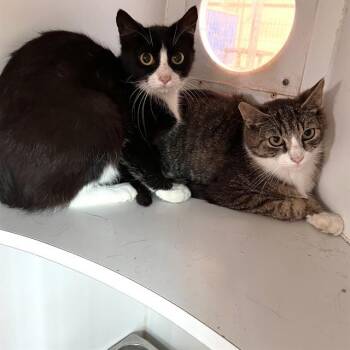 ALFA -  Domestic Short Hair Cat for Adoption in Methuen, Massachusetts - ALFA | PetCurious