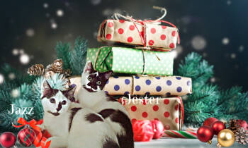 Rescue Domestic Short Hair Cats for Adoption in Culpeper, Virginia - Jazz *kitten* | PetCurious