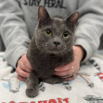 Domestic Short Hair Cats Available for Adoption - Oliver | PetCurious