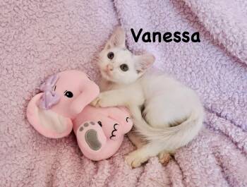Vanessa -  Turkish Van Cat for Adoption in St. Augustine, Florida - Vanessa | PetCurious