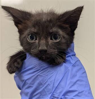 Rescue Domestic Medium Hair Cats for Adoption in Ontario, California - PIXEL | PetCurious