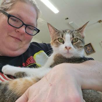 Calico and Domestic Short Hair Cats Available for Adoption - Margarita  | PetCurious