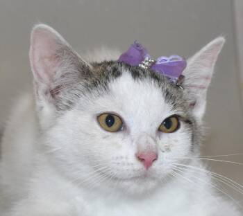 Cayenne -  Domestic Short Hair Cat for Adoption in Springfield, Ohio - Cayenne | PetCurious