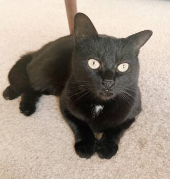 Rescue Bombay and Domestic Short Hair Cats for Adoption in Philadelphia, Pennsylvania - Wednesday | PetCurious