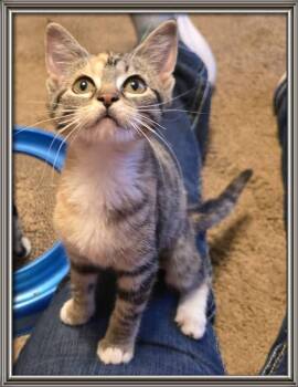 Adeliade -  Calico and Domestic Short Hair Cat for Adoption in Miami, Oklahoma - Adeliade | PetCurious