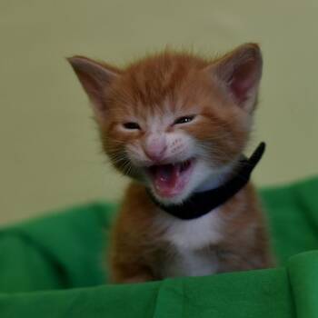 Elie Wiesel -  Domestic Short Hair Cat for Adoption in Portland, Oregon - Elie Wiesel | PetCurious