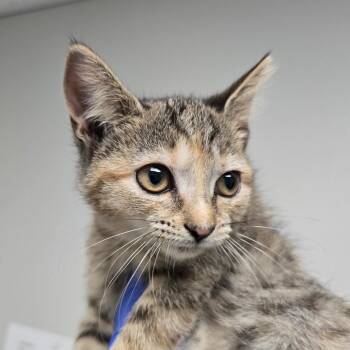 Jazmine -  Domestic Short Hair Cat for Adoption in Concord, North Carolina - Jazmine | PetCurious
