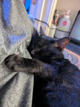 Echo -  Domestic Short Hair Cat for Adoption in San Antonio, Texas - Echo | PetCurious