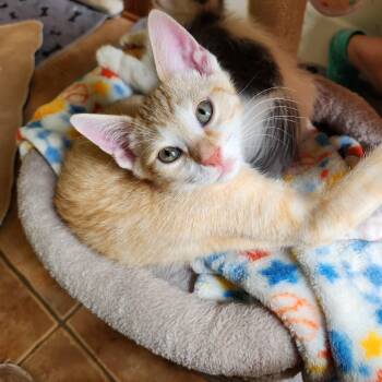 Mitchell -  Tabby Cat for Adoption in Magnolia, Texas - Mitchell | PetCurious