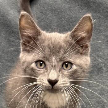 Ahab -  Domestic Short Hair Cat for Adoption in Brenham, Texas - Ahab | PetCurious