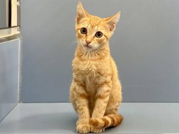 MEGAPHONE -  Domestic Short Hair Cat for Adoption in Martinez, California - MEGAPHONE | PetCurious