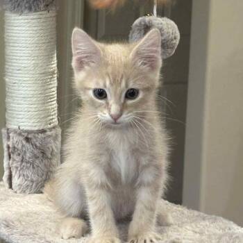 Rescue Domestic Short Hair Cats for Adoption in Kansas City, Missouri - Axel | PetCurious